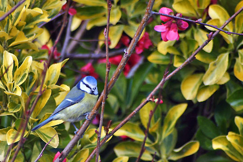 oiseau msange bleue, photo pascal lando